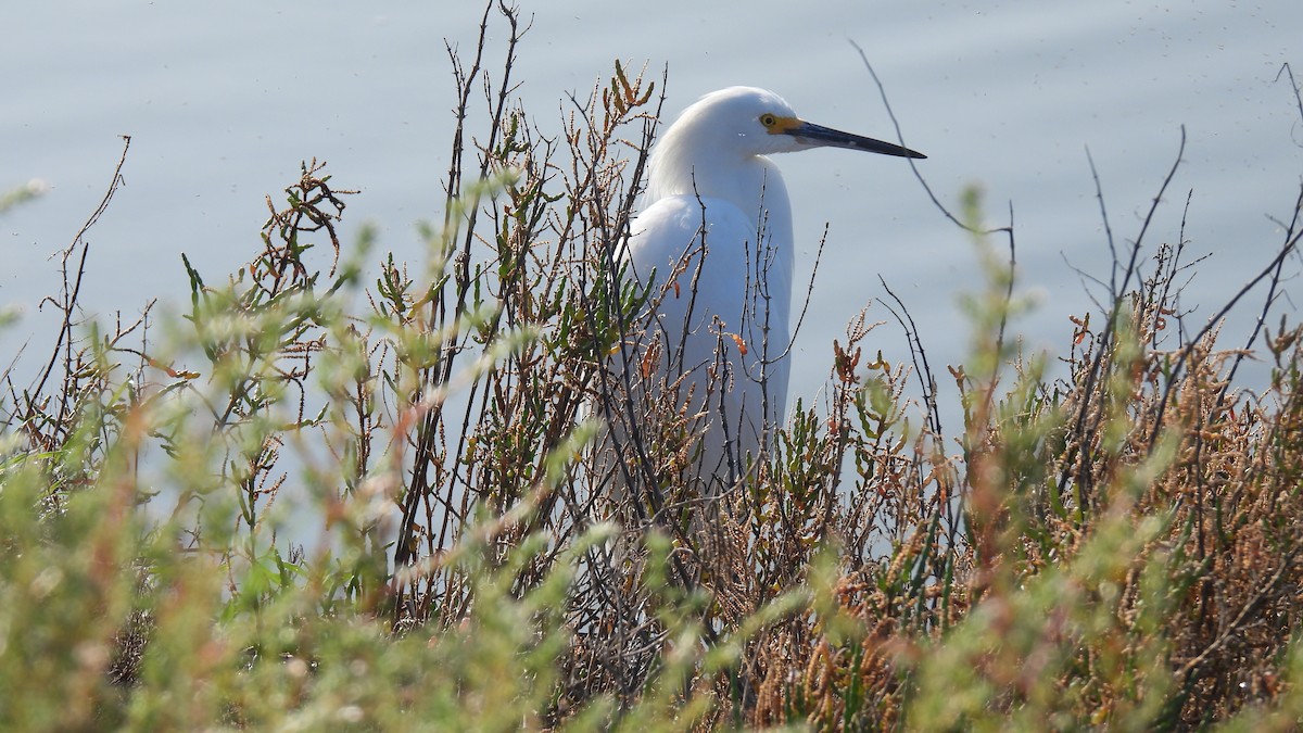 Snowy Egret - ML646278746