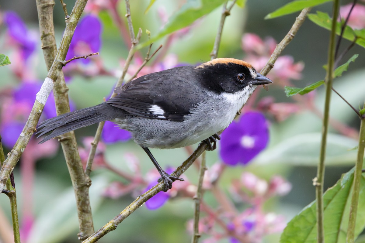 White-winged Brushfinch - ML646278753