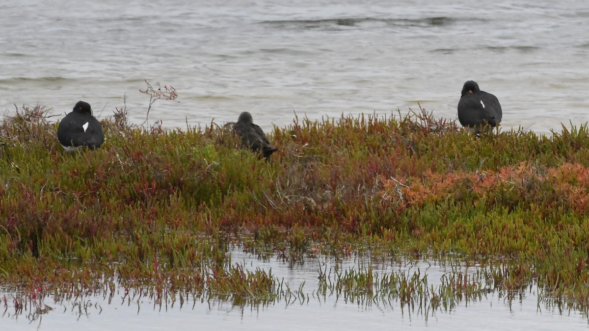 Pied Oystercatcher - ML646278755