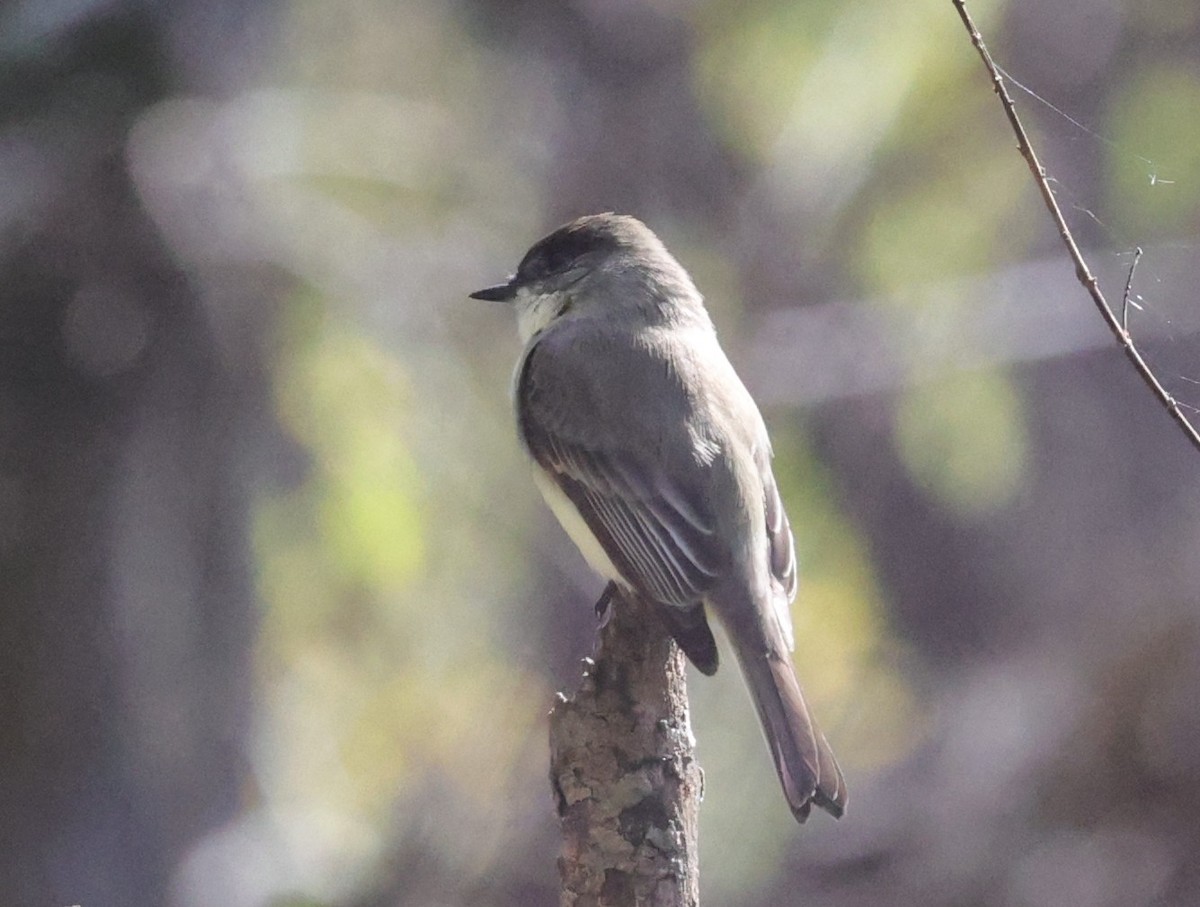 Eastern Phoebe - ML646278756