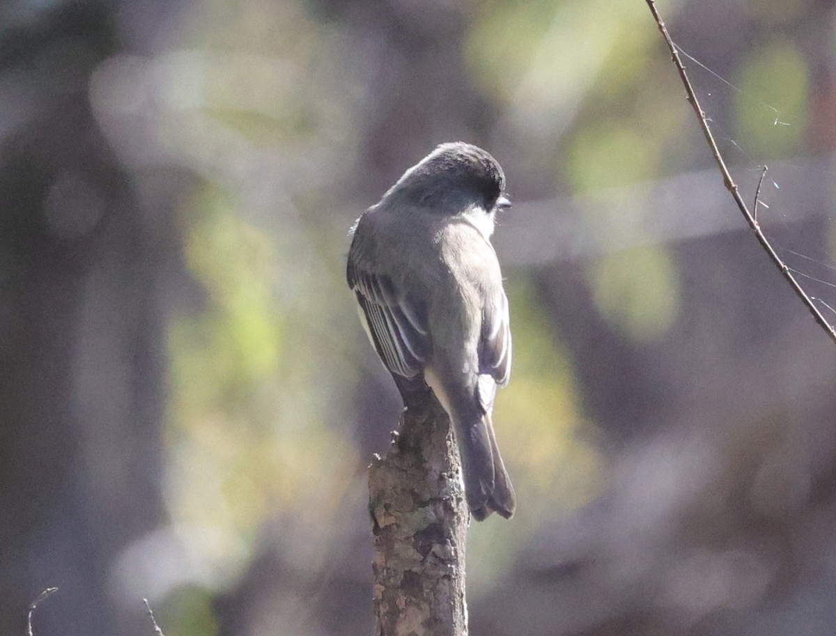 Eastern Phoebe - ML646278757