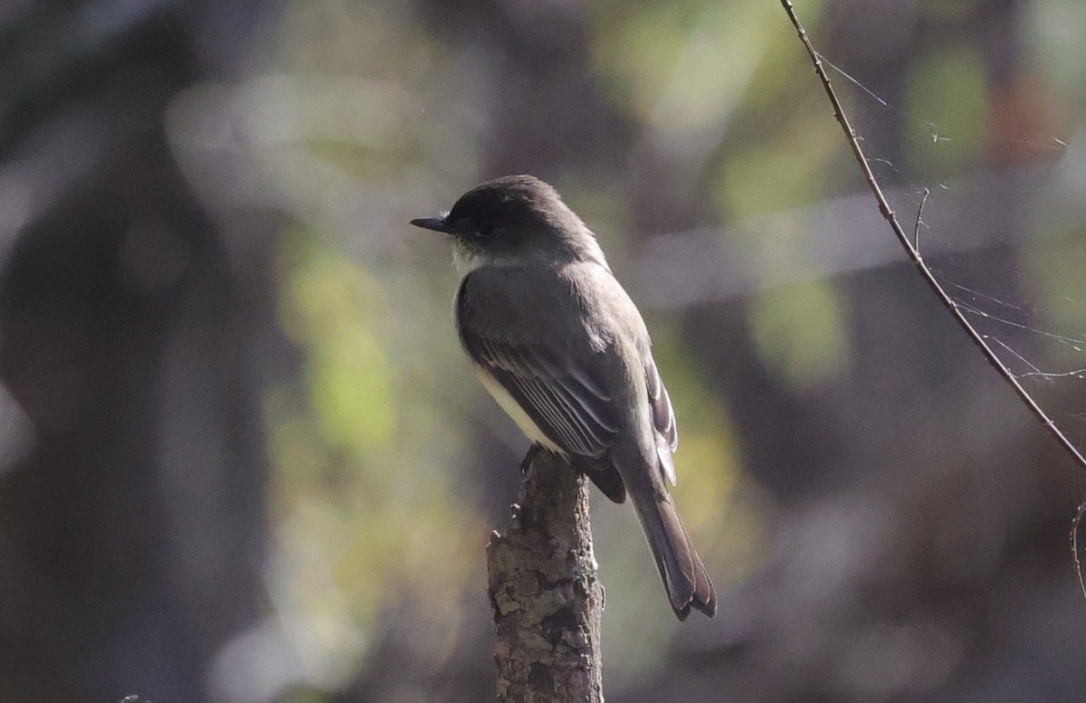 Eastern Phoebe - ML646278758