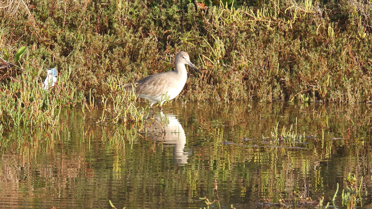 Willet - ML646278759