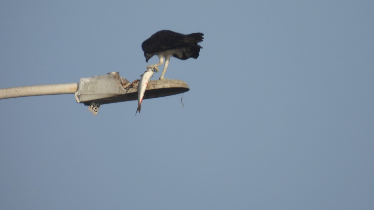 Osprey - ML646278761