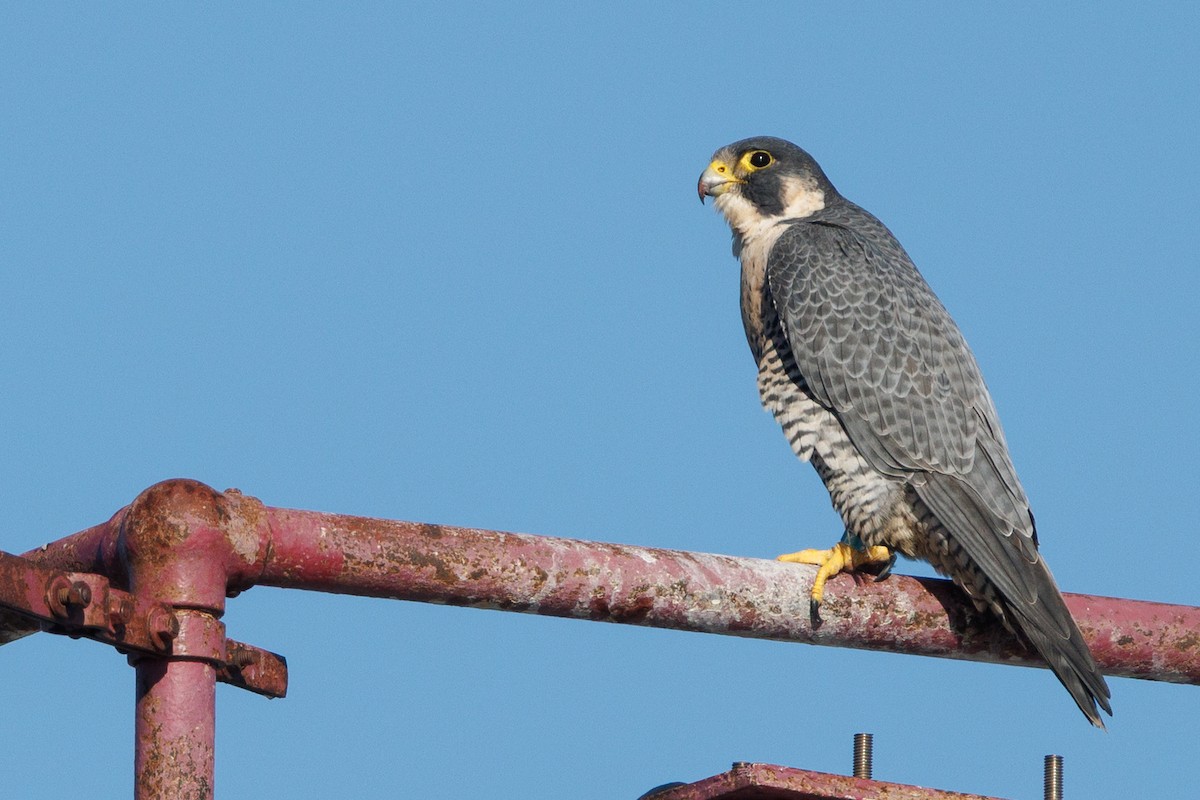 Peregrine Falcon - ML646278762
