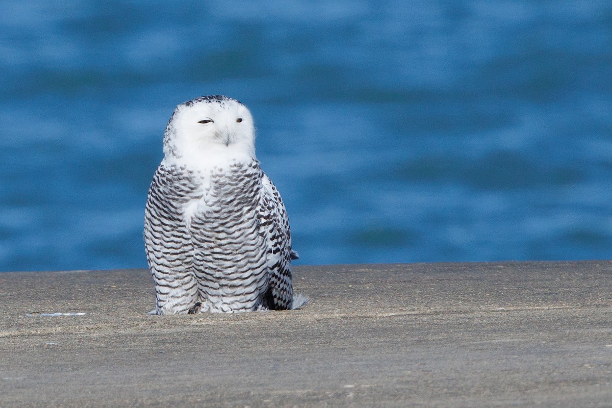 Snowy Owl - ML646278764