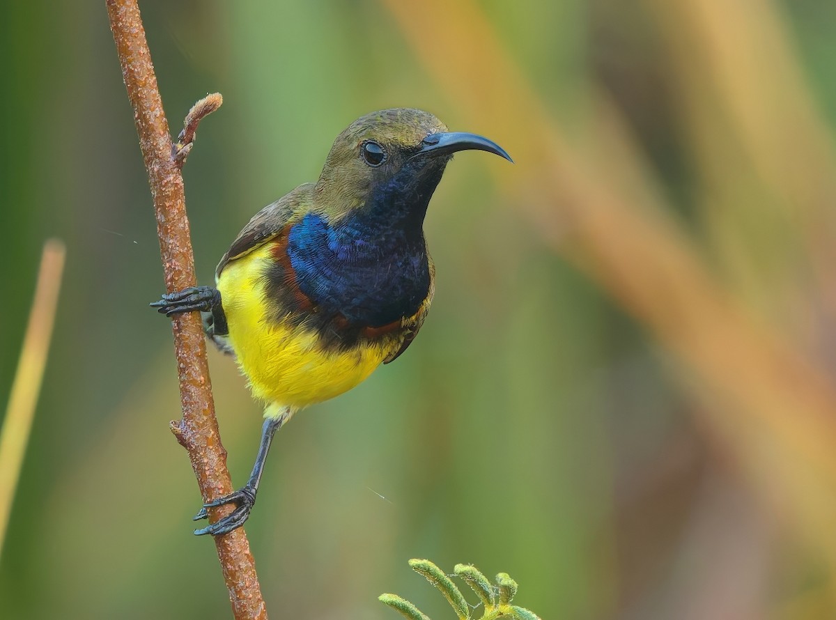 Ornate Sunbird - ML646278766