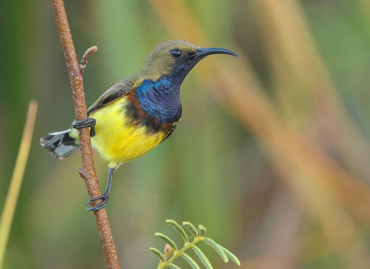 Ornate Sunbird - ML646278767