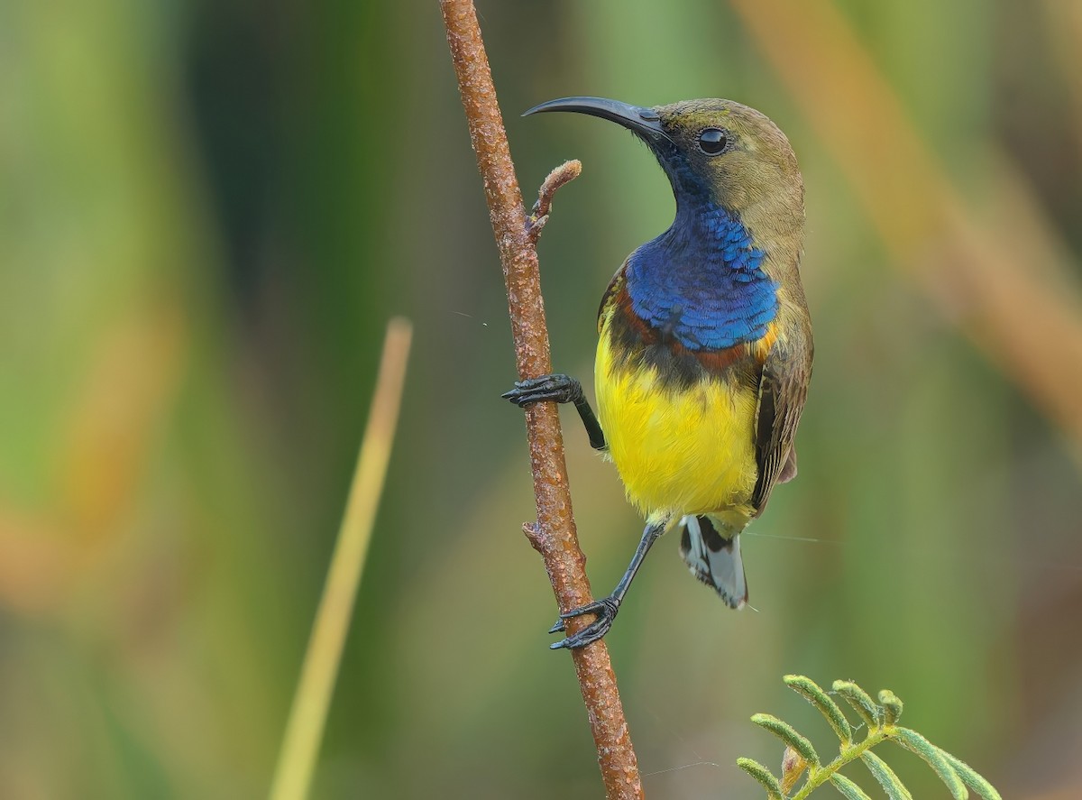 Ornate Sunbird - ML646278768