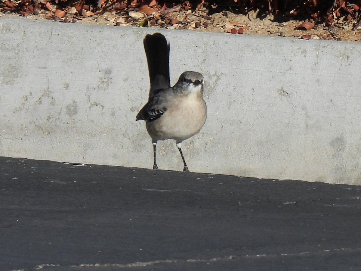 Northern Mockingbird - ML646278769