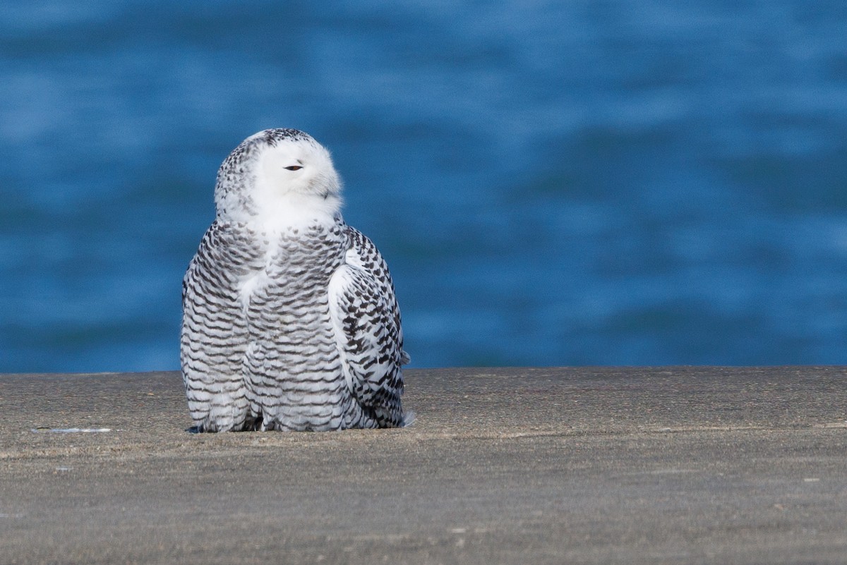 Snowy Owl - ML646278770
