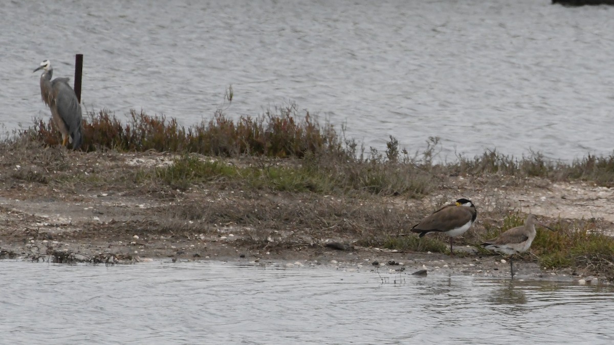 White-faced Heron - ML646278771