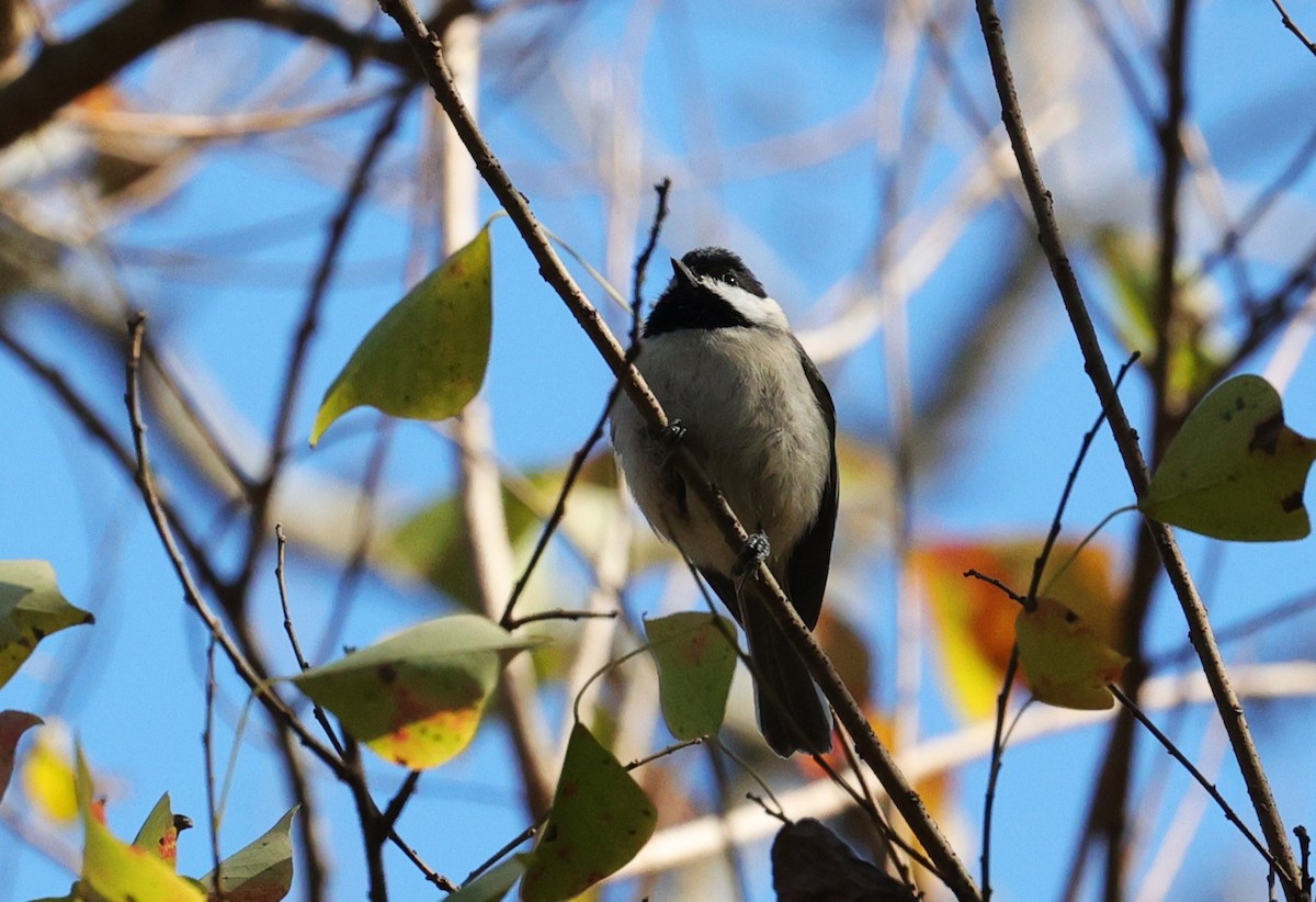 Carolina Chickadee - ML646278772
