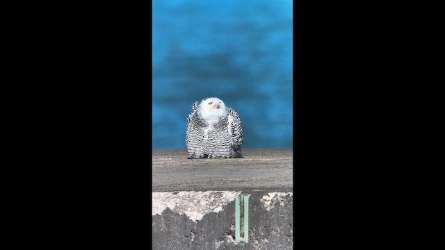 Snowy Owl - ML646278773