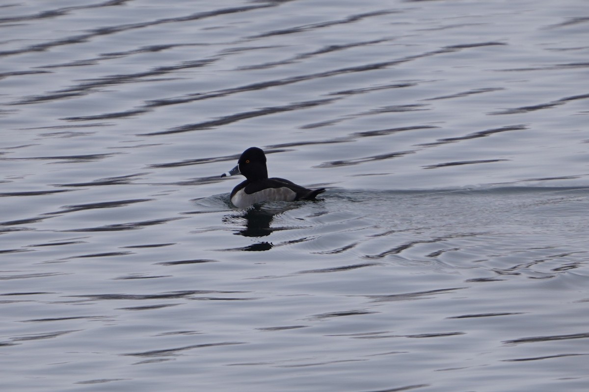 Ring-necked Duck - ML646278775