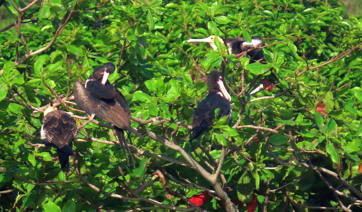 Christmas Island Frigatebird - ML646278776