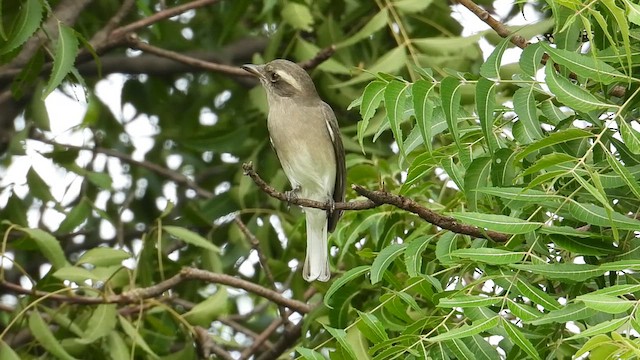 Common Woodshrike - ML646278777