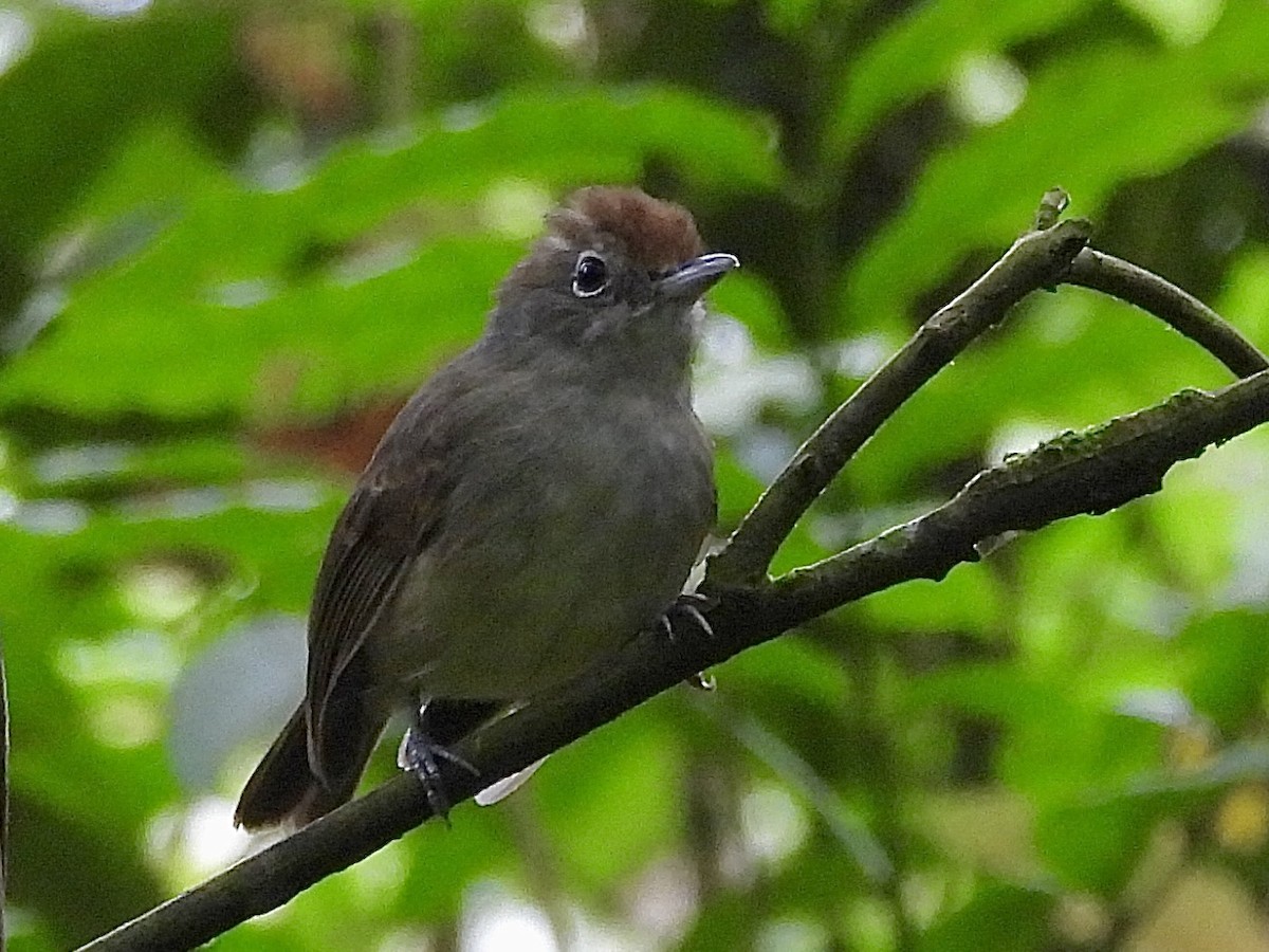 Plain Antvireo - ML646278778