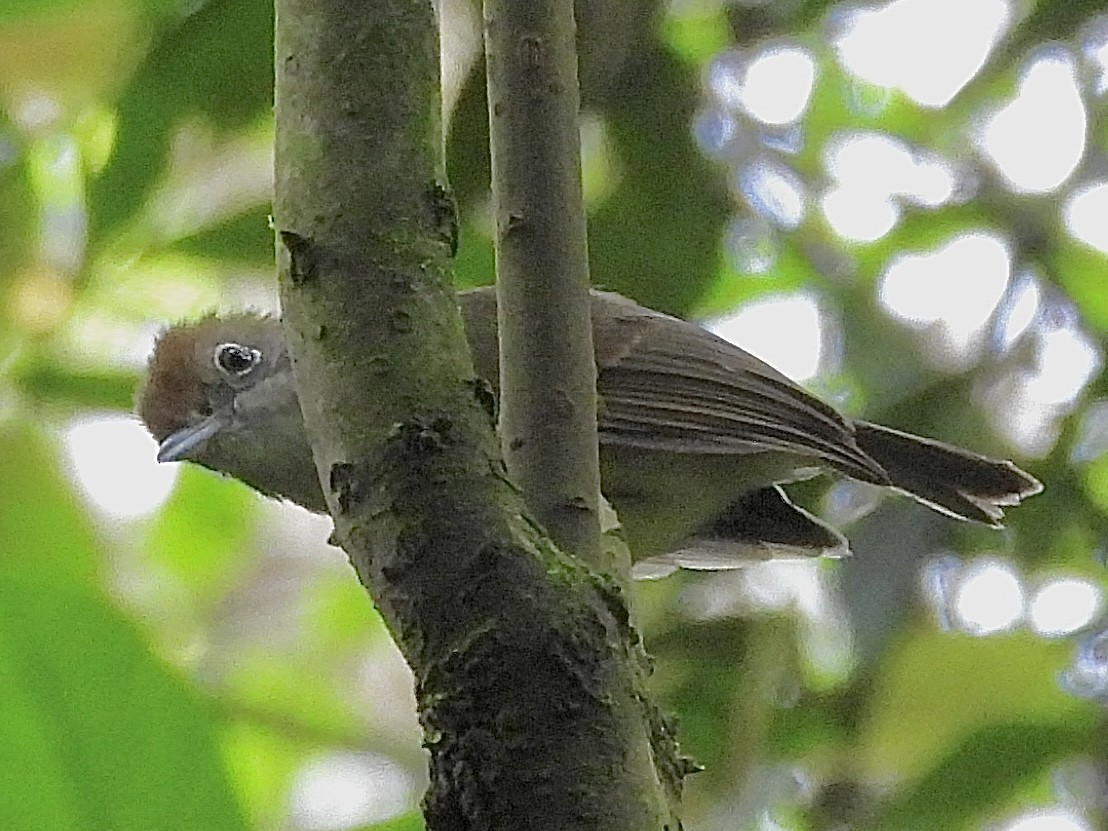 Plain Antvireo - ML646278779