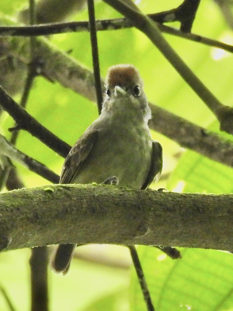 Plain Antvireo - ML646278780