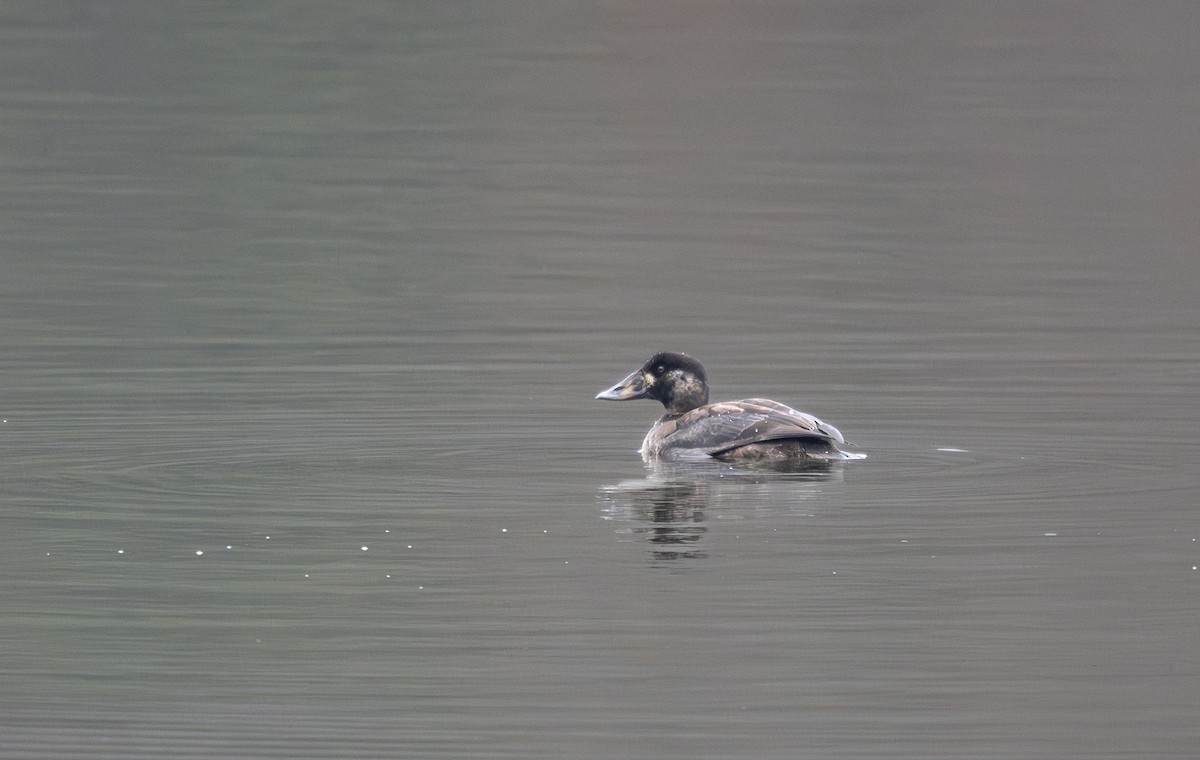 Surf Scoter - ML646278782