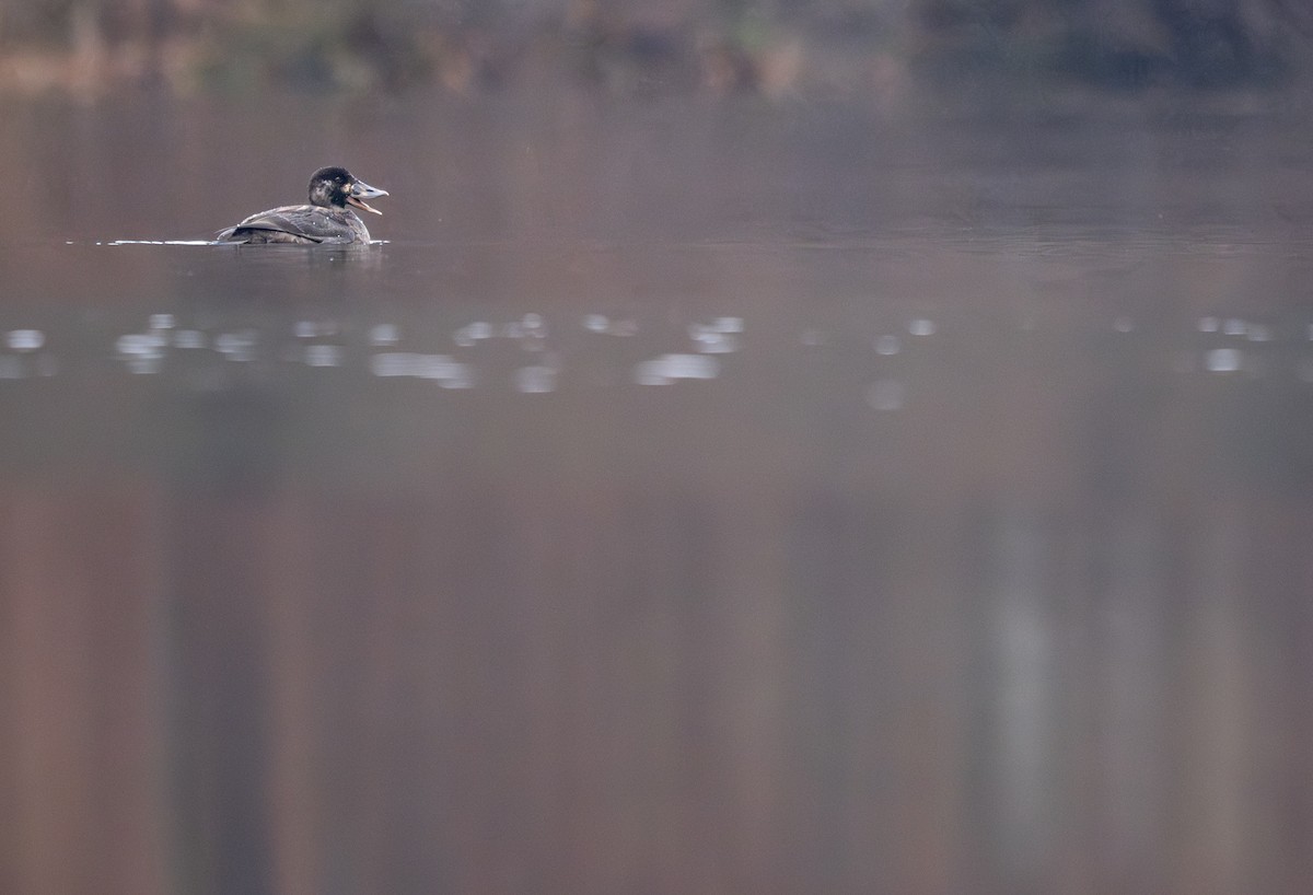 Surf Scoter - ML646278783