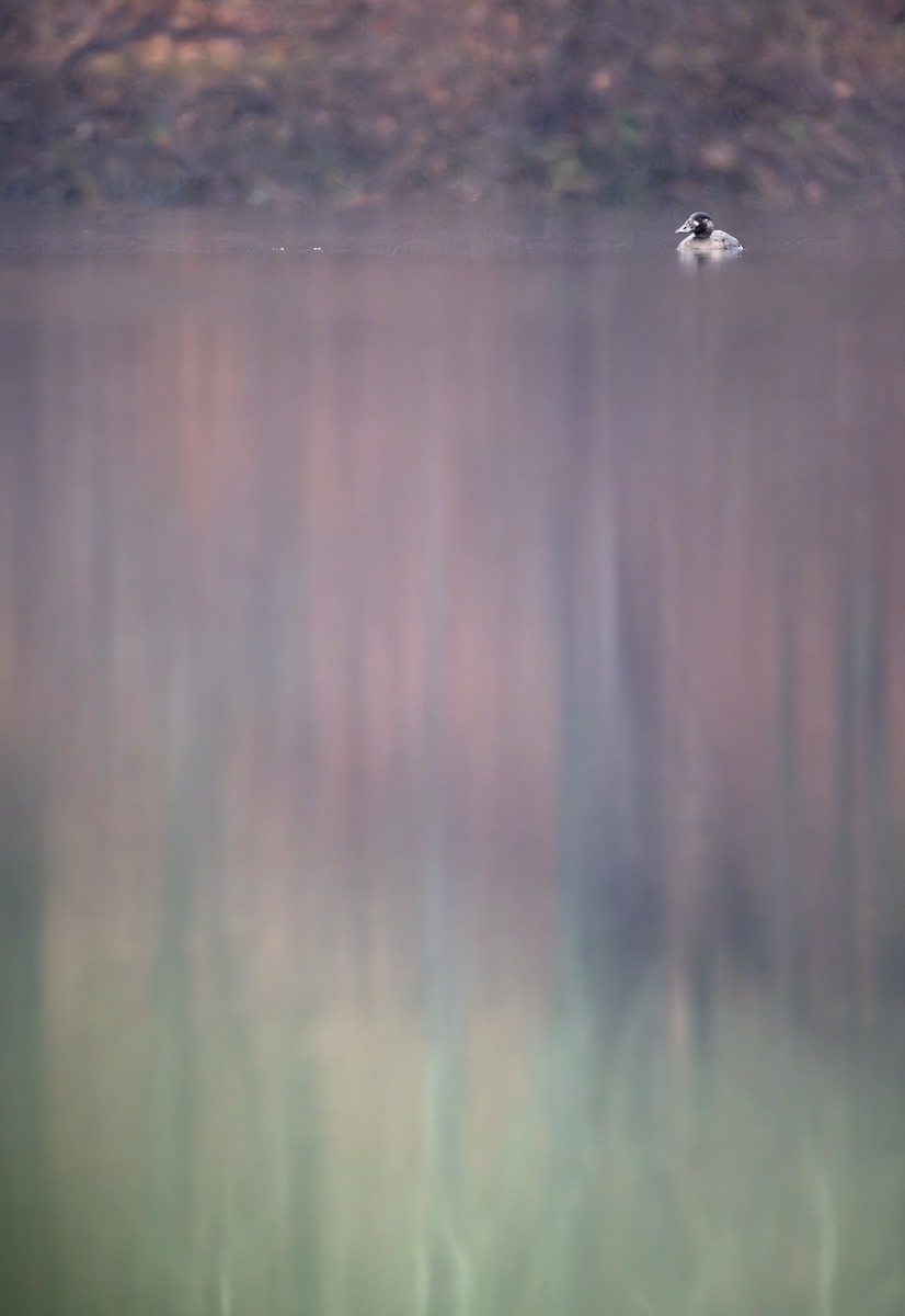 Surf Scoter - ML646278784