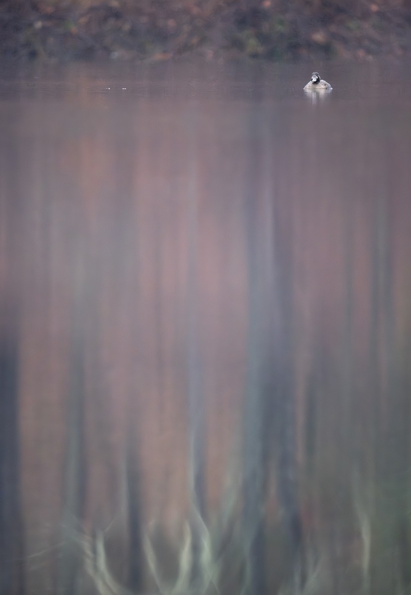 Surf Scoter - ML646278785