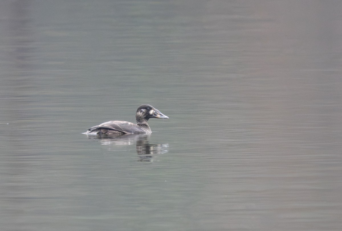 Surf Scoter - ML646278786