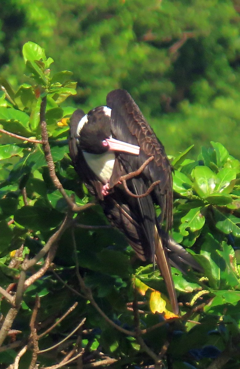 Christmas Island Frigatebird - ML646278787