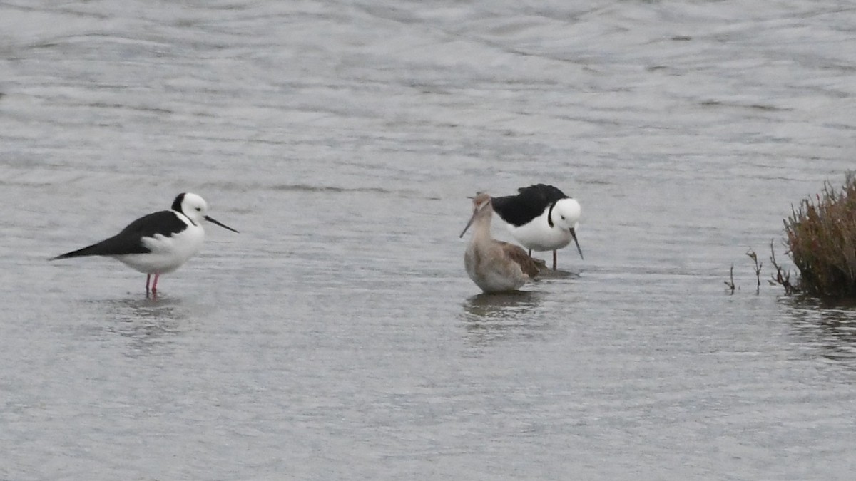 Black-tailed Godwit - ML646278788