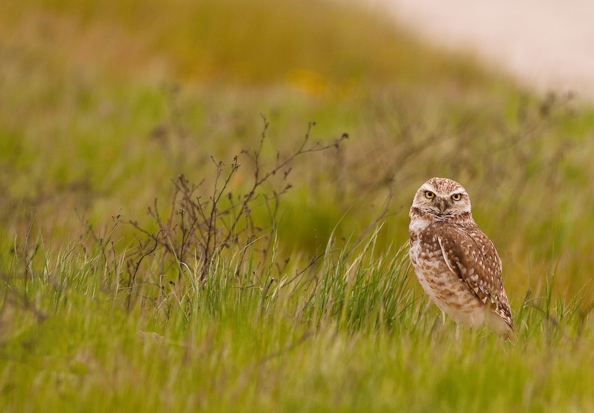 Burrowing Owl - ML646278789