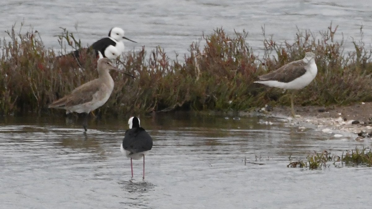Black-tailed Godwit - ML646278796