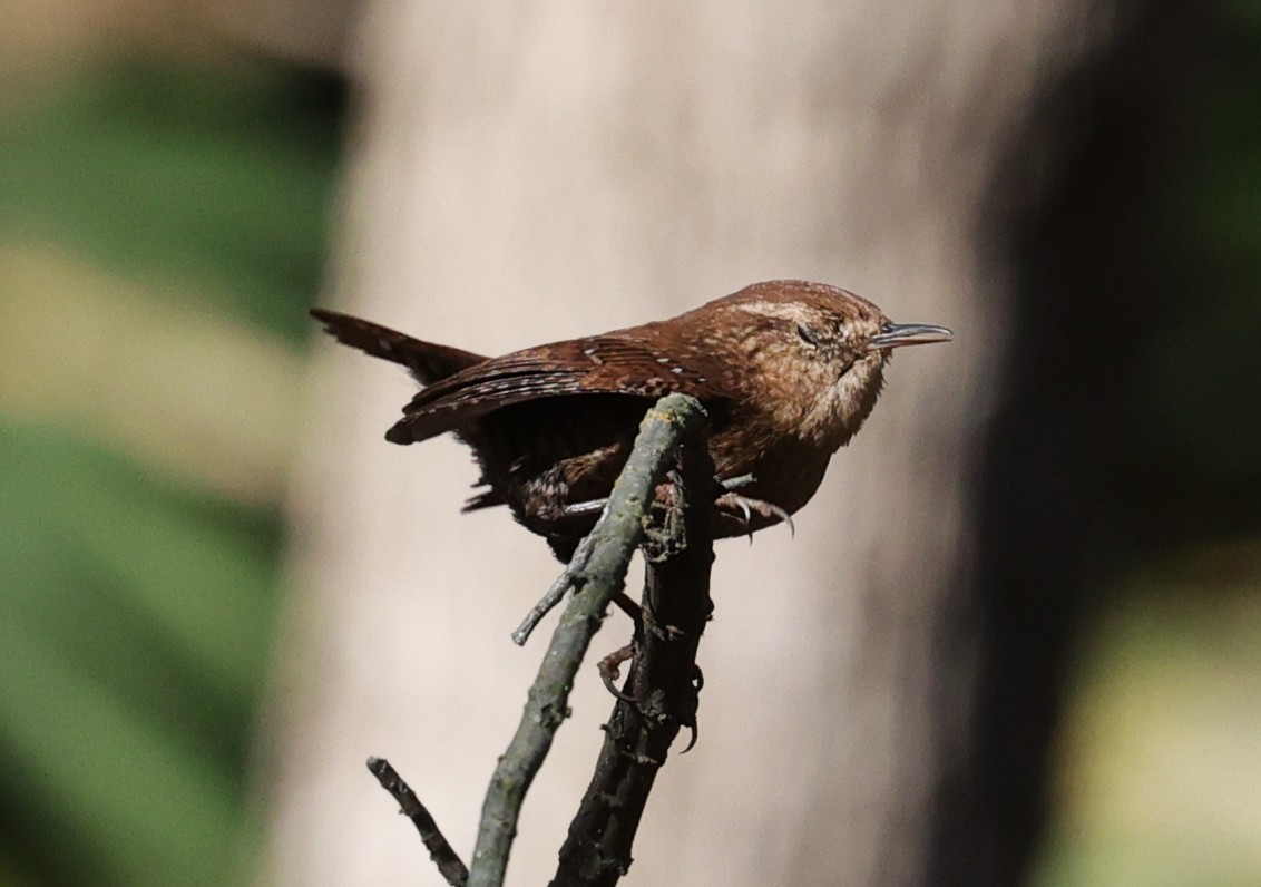 Winter Wren - ML646278802