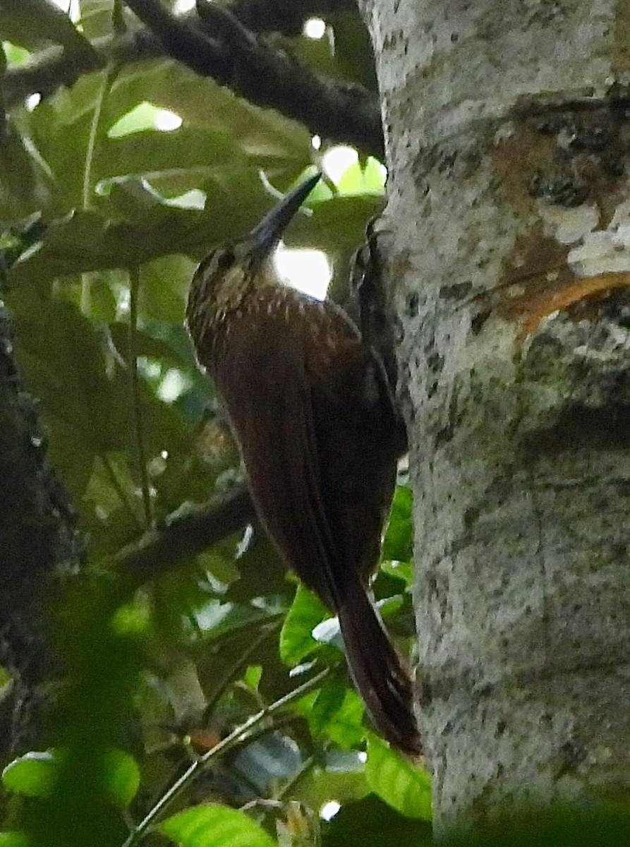 Strong-billed Woodcreeper - ML646278804
