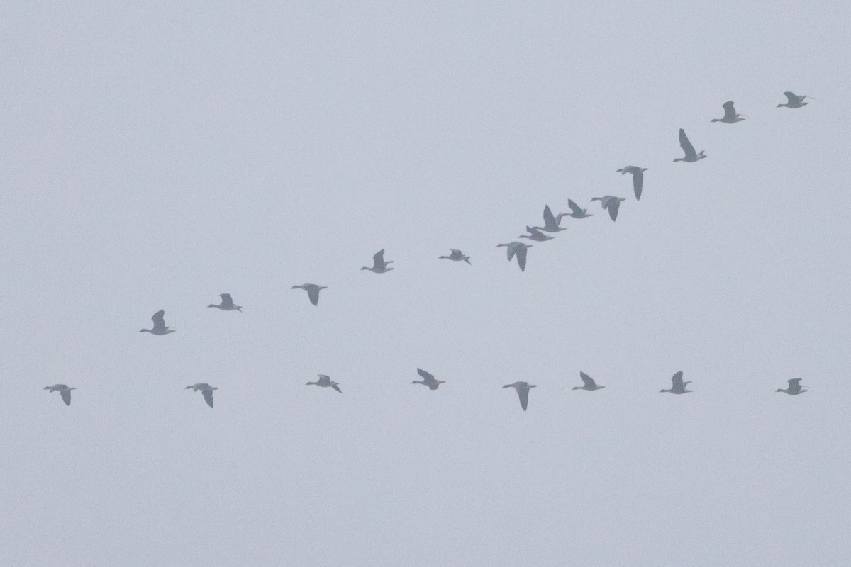 אווז לבן-מצח - ML646278805