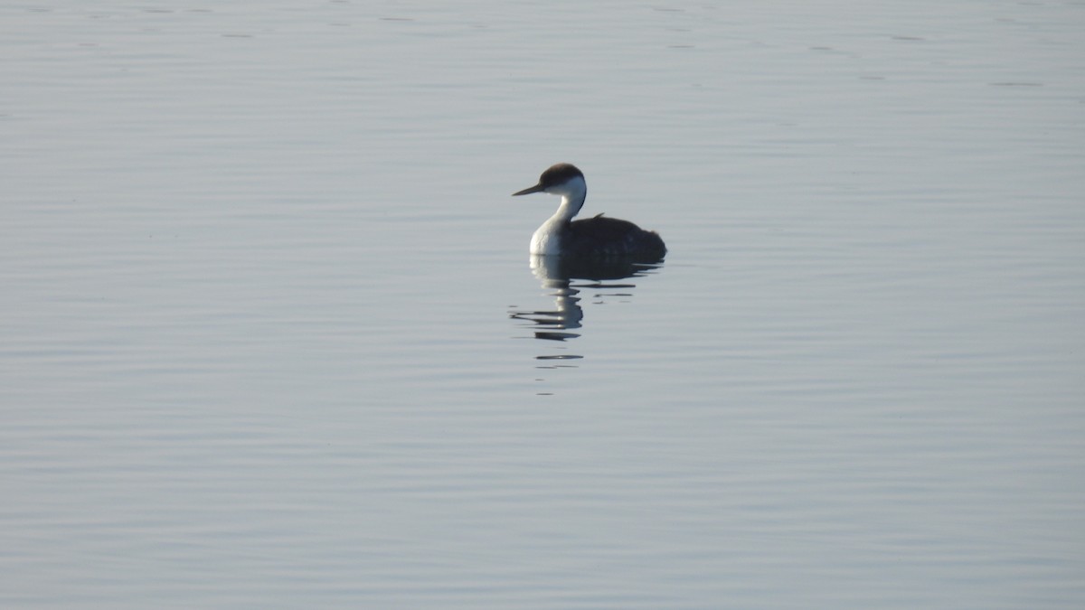 Western Grebe - ML646278808