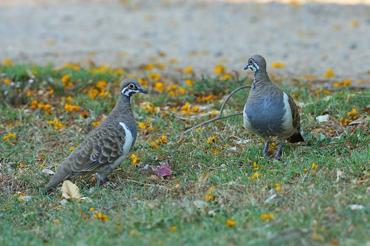 rypedue - ML646278810