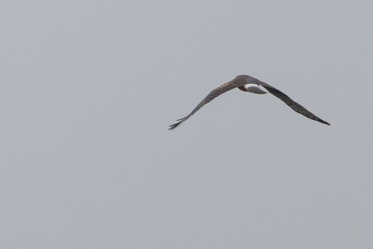 זרון אמריקני - ML646278811