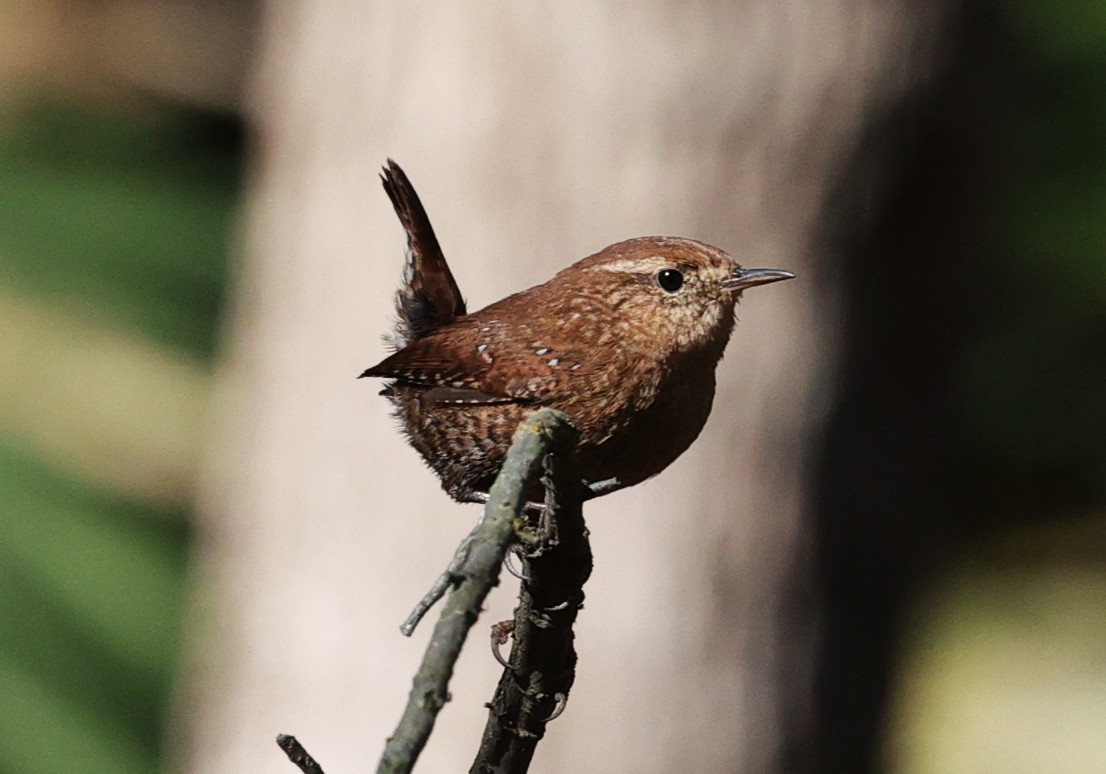 Winter Wren - ML646278814