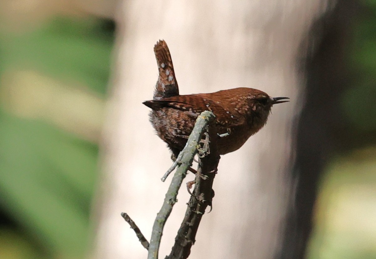 Winter Wren - ML646278815