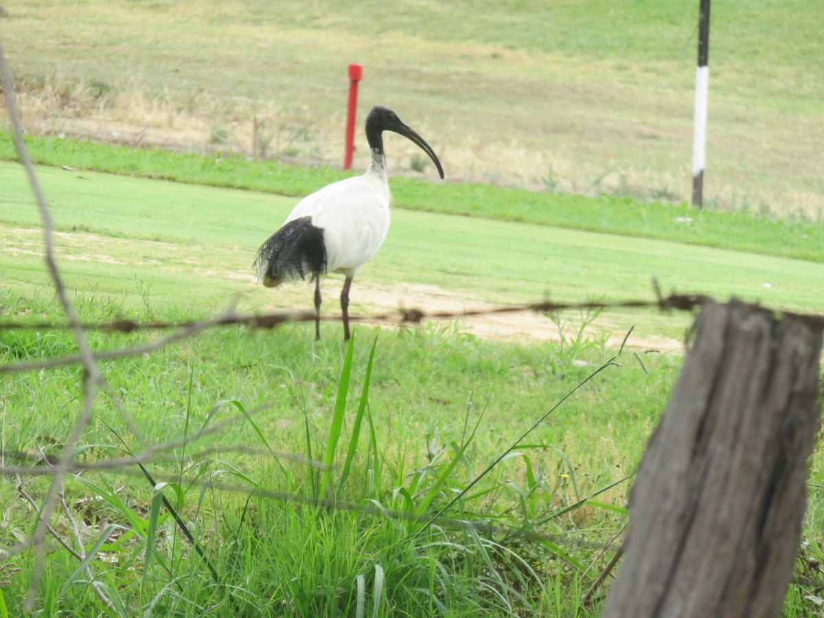 Australian Ibis - ML646278816