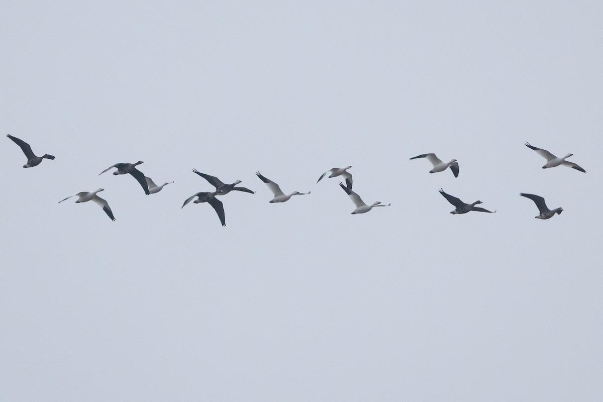 אווז שלג - ML646278817