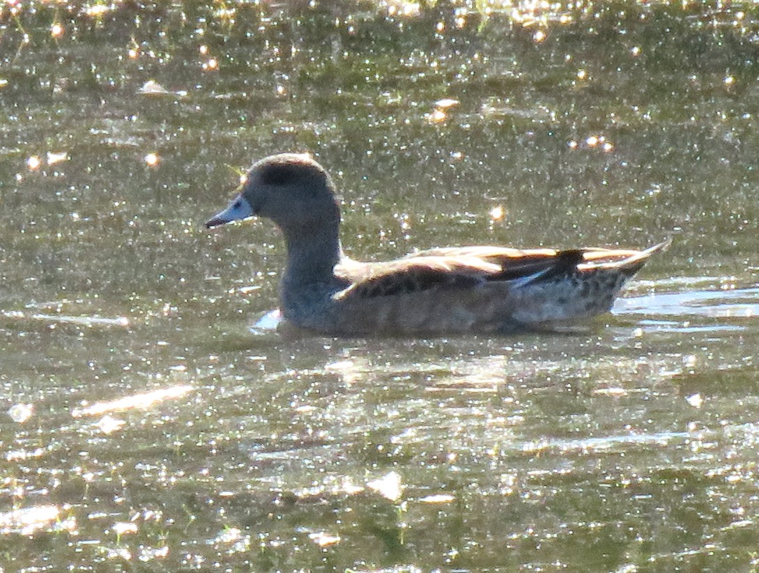 dabbling duck sp. - ML646278823