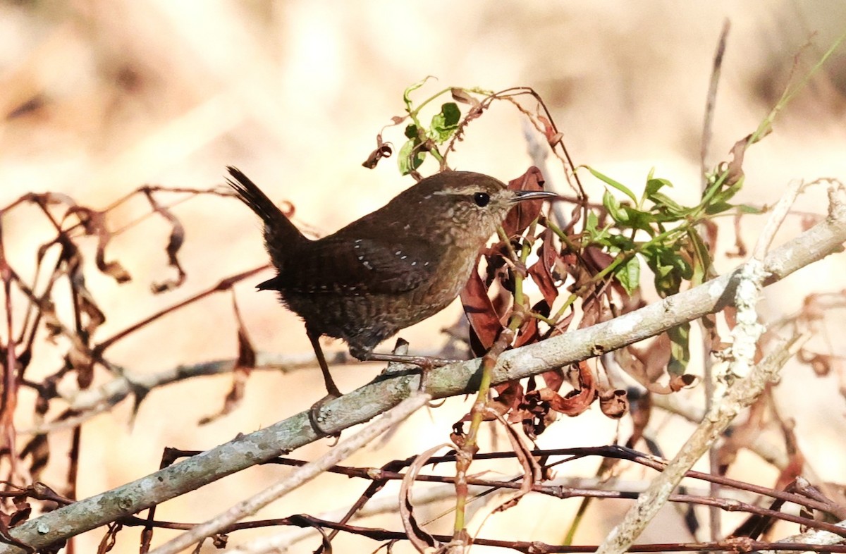 Winter Wren - ML646278824