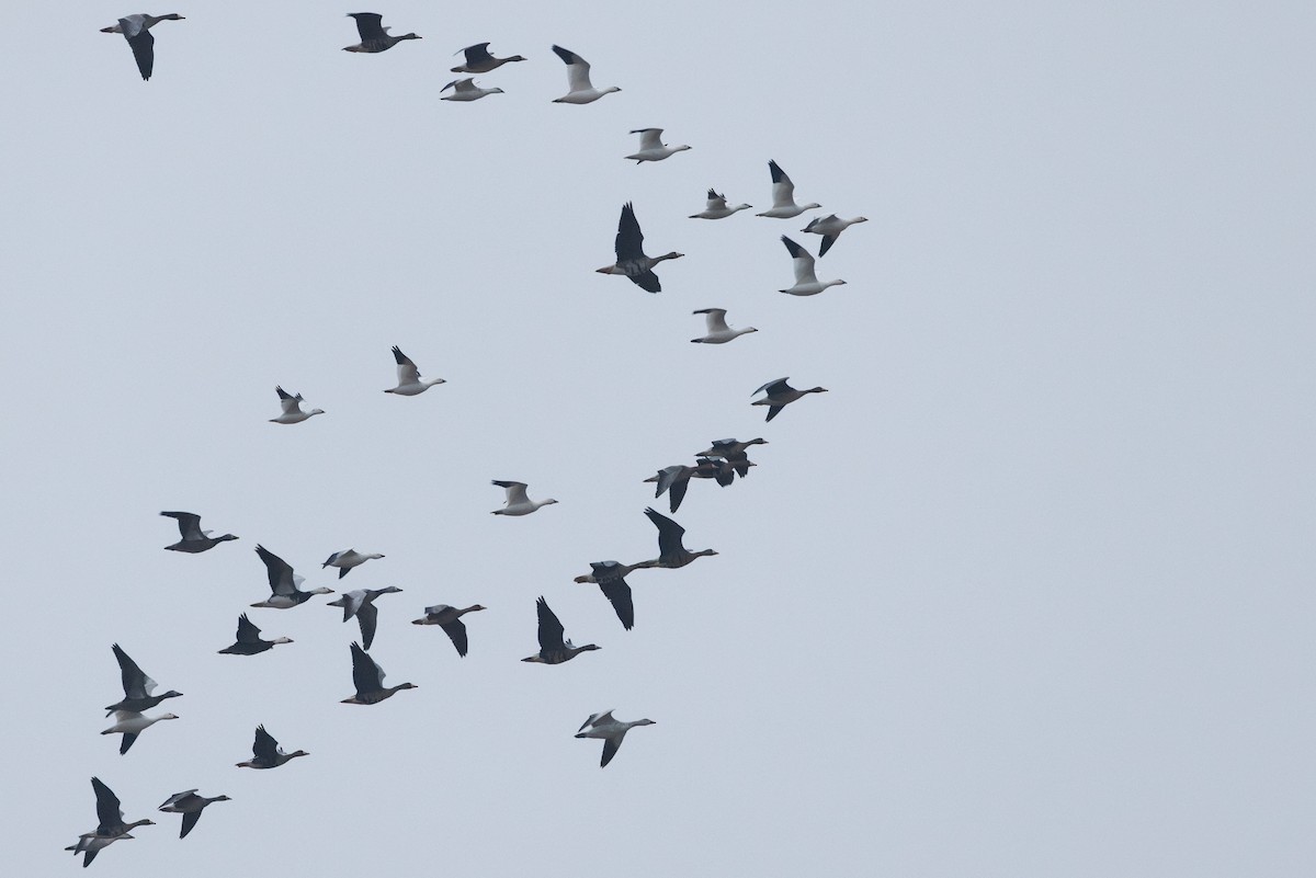 אווז קנדי - ML646278825