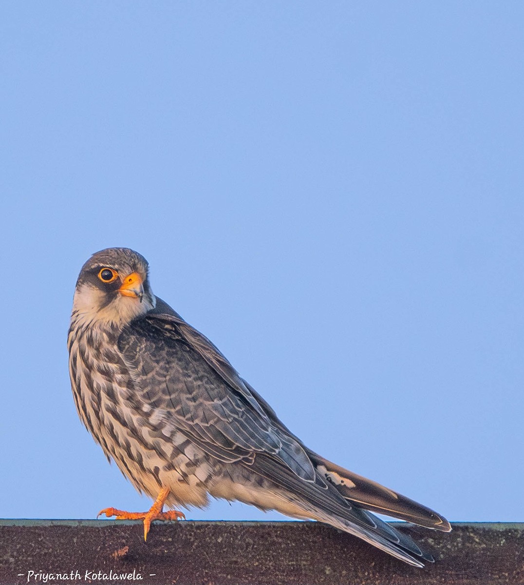 アカアシチョウゲンボウ - ML646278831