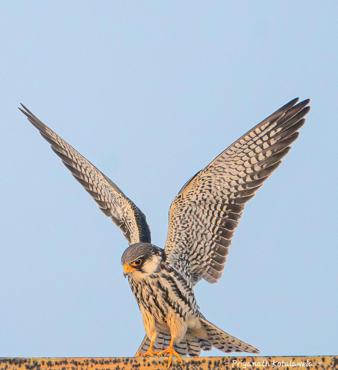 アカアシチョウゲンボウ - ML646278832