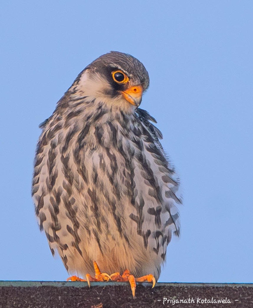 アカアシチョウゲンボウ - ML646278833