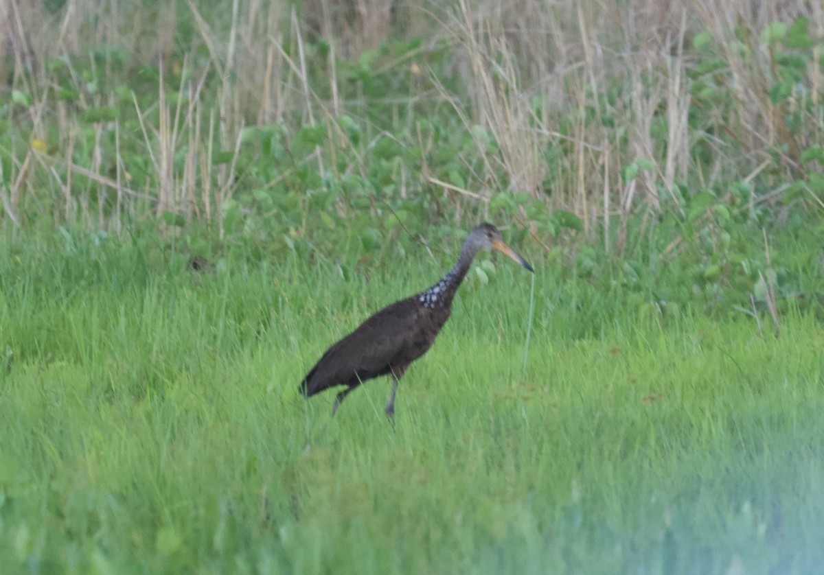 Limpkin - ML646278837